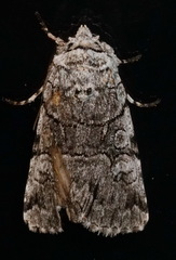 Sympistis chionanthi