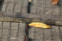 Oligodon octolineatus