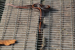 Oligodon octolineatus