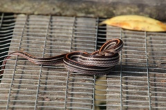 Oligodon octolineatus