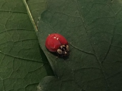 Harmonia axyridis