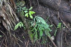 Asplenium appendiculatum appendiculatum