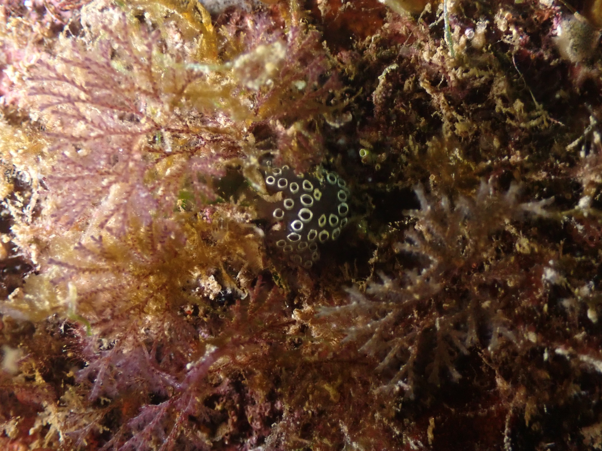 Distaplia bermudensis Van Name, 1902