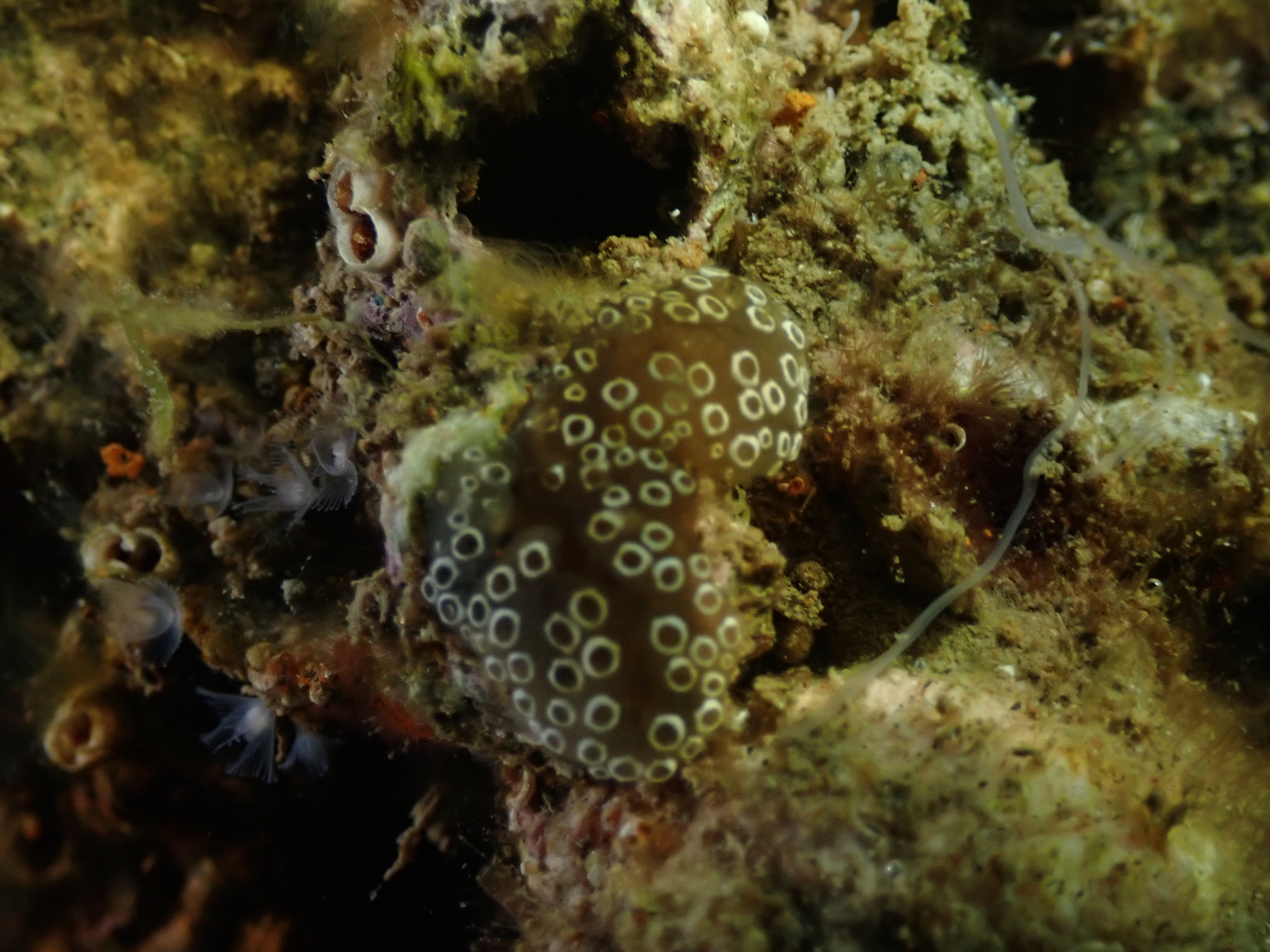 Distaplia bermudensis Van Name, 1902
