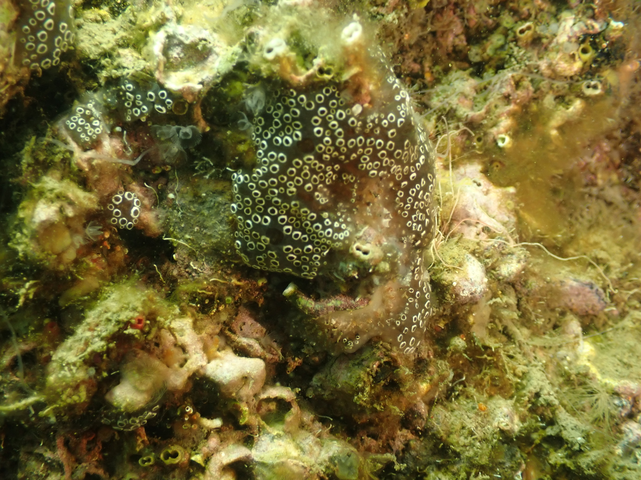 Distaplia bermudensis Van Name, 1902