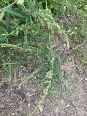 Angiospermae