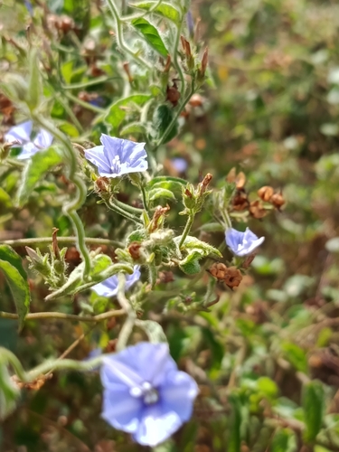 Jacquemontia sphaerostigma