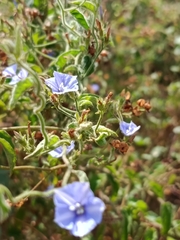 Jacquemontia sphaerostigma
