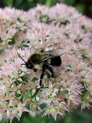 Bombus impatiens