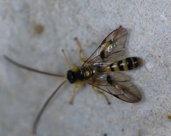 Colpotrochia trifasciata