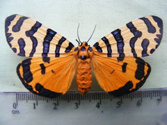 Amphicallia bellatrix