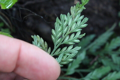 Asplenium appendiculatum appendiculatum