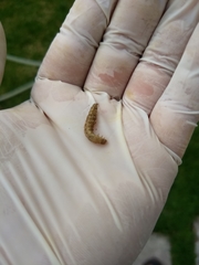 Coleoptera