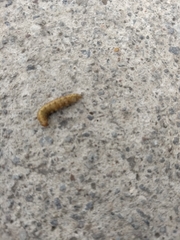 Coleoptera