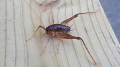 Ceuthophilus brevipes