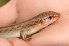 Plestiodon gilberti