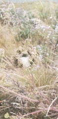Angelica hendersonii