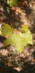 Vitis monticola