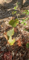 Vitis monticola