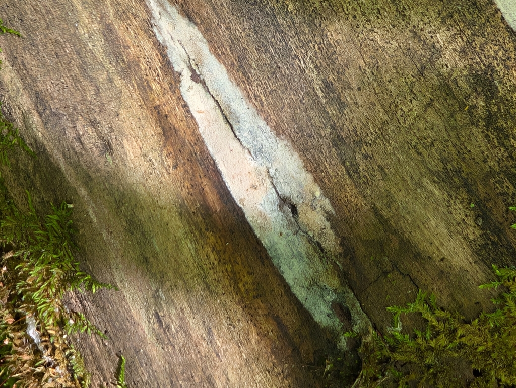 Hypoxylon sp. 'PA01'