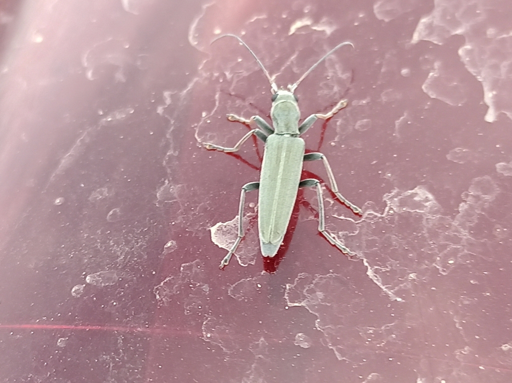 Chitona incana