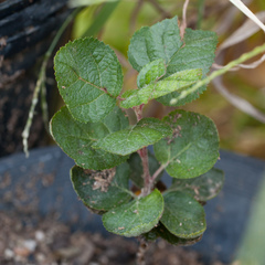 Malus ioensis texana