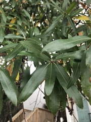 Quercus phellos
