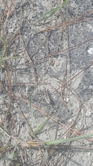 Spharagemon marmorata