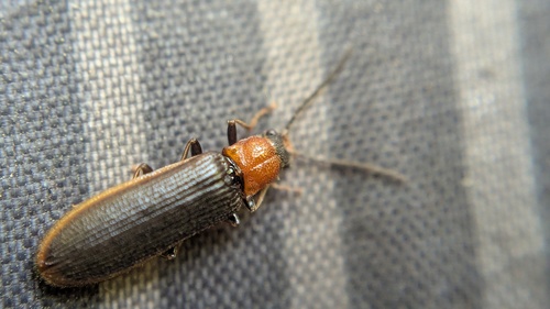 bordered click beetle, Lisse, Nederland, photo 10 of 10