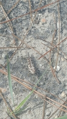 Spharagemon marmorata