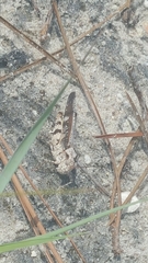 Spharagemon marmorata