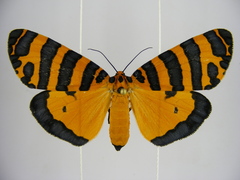Amphicallia pactolicus
