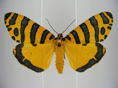 Amphicallia pactolicus