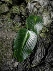 Monophyllaea pendula