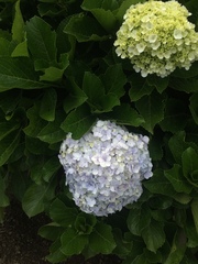 Hydrangea macrophylla