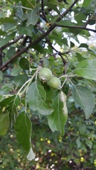 Malus orientalis