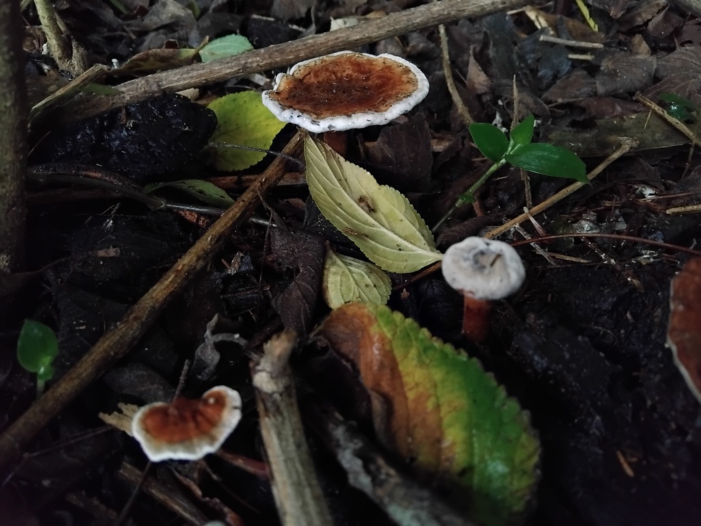 Sanguinoderma rude · May 2025 · photo: © sofiazed1 (iNaturalist, cc-by)