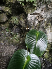 Monophyllaea pendula
