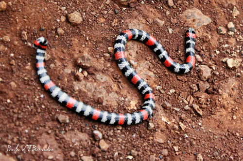 Mesopotamian Coralsnake