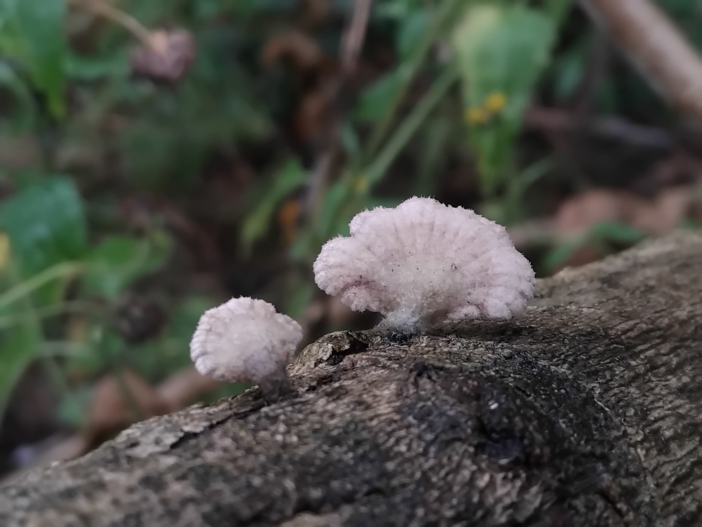 Schizophyllum commune · May 2025 · photo: © sofiazed1 (iNaturalist, cc-by)