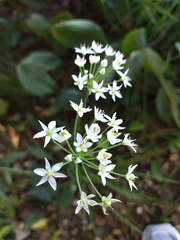 Allium tuberosum