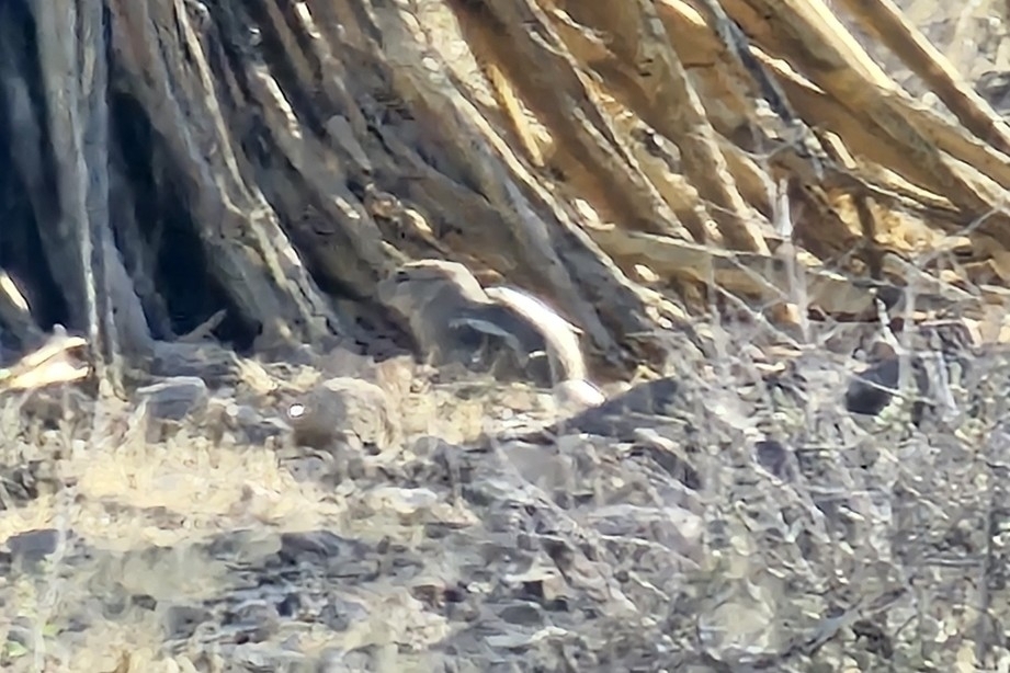 White-tailed Antelope Squirrel