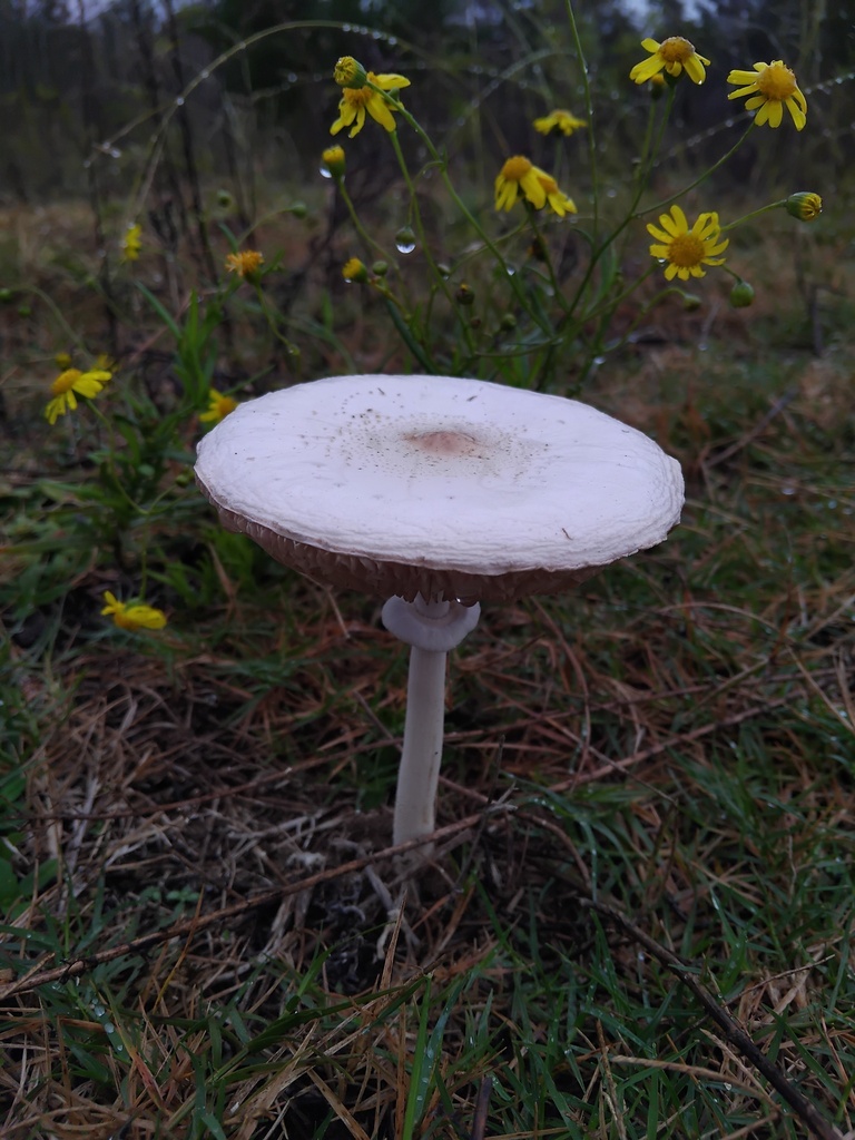 Macrolepiota dolichaula · May 2025 · photo: © sofiazed1 (iNaturalist, cc-by)