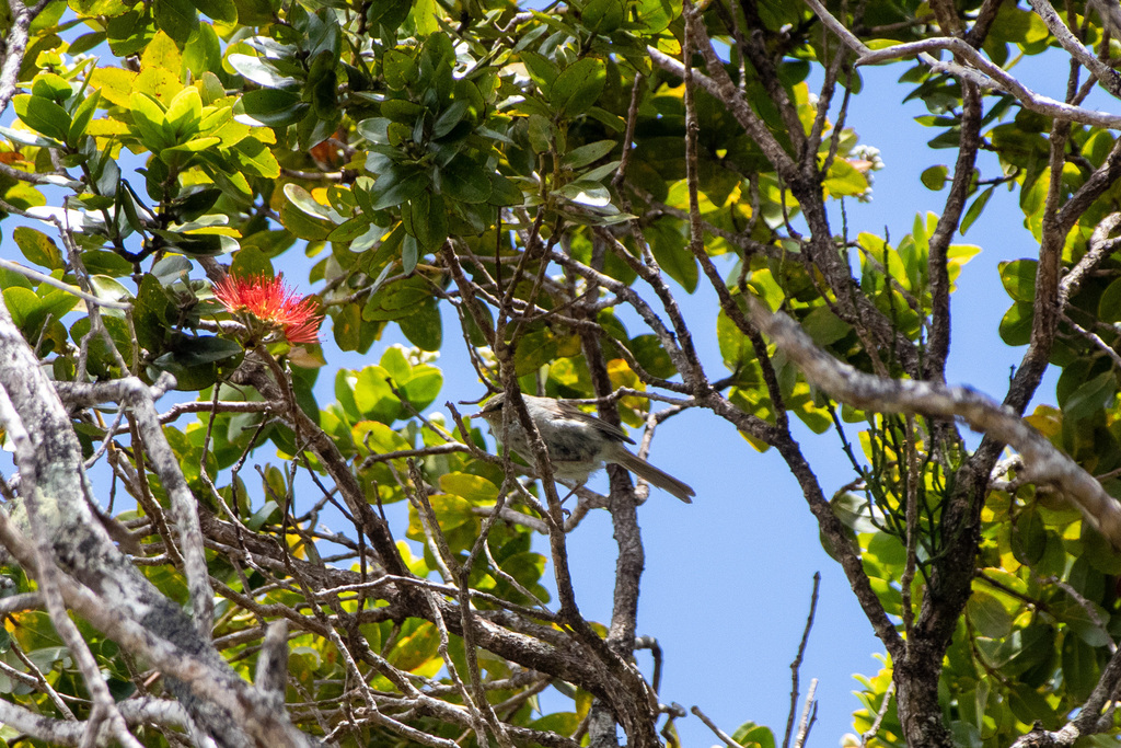 Japanese Bush-warbler