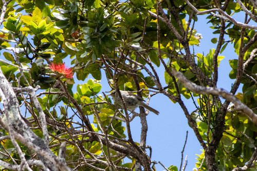 Japanese Bush Warbler (Horornis diphone), photo 8