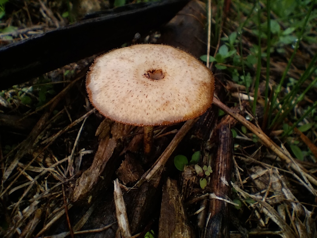 Lentinus arcularius · May 2025 · photo: © sofiazed1 (iNaturalist, cc-by)