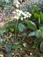 Allium tuberosum