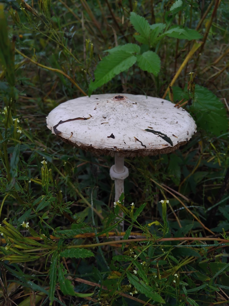 Macrolepiota dolichaula · May 2025 · photo: © sofiazed1 (iNaturalist, cc-by)