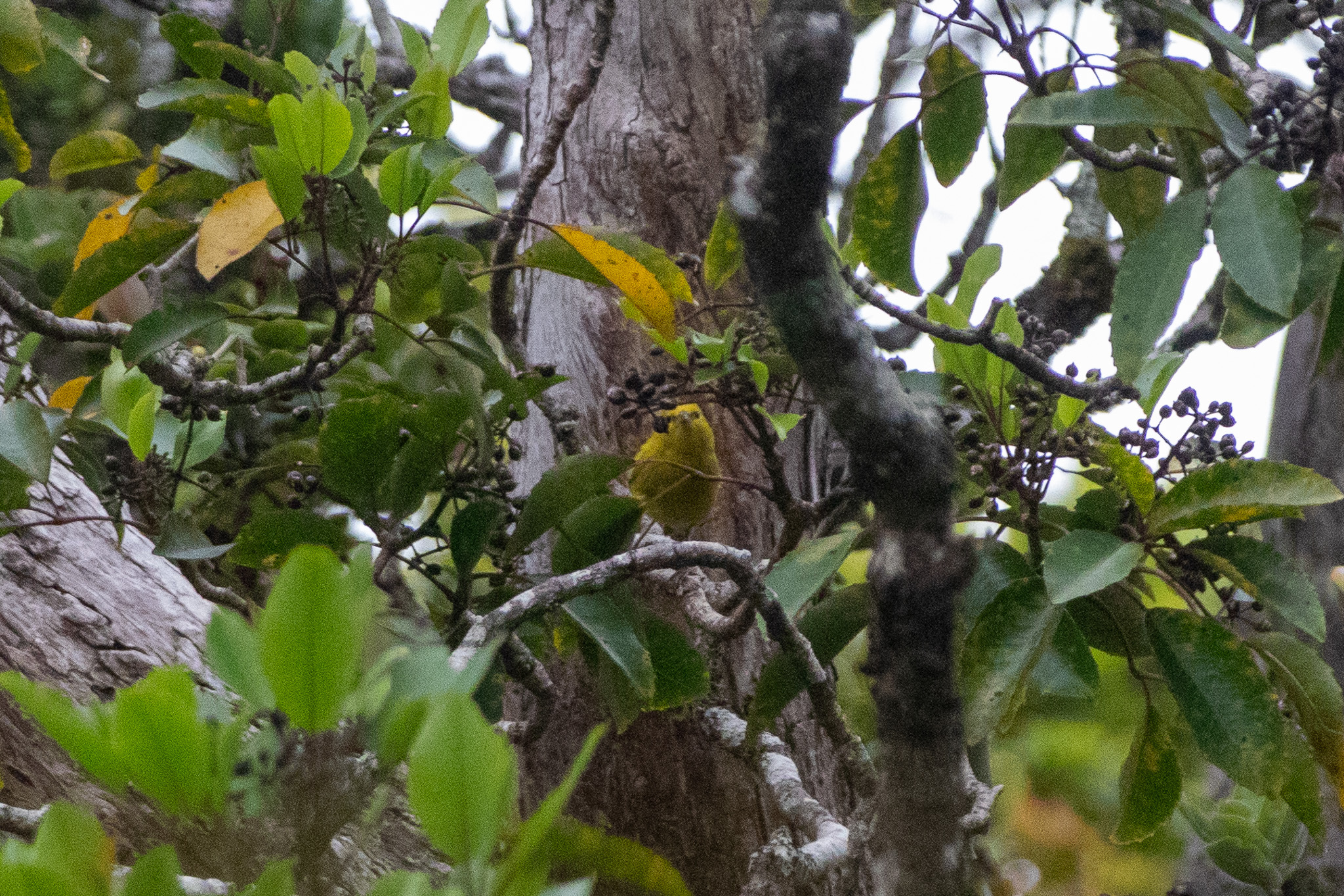 Anianiau (Magumma parva), photo 3