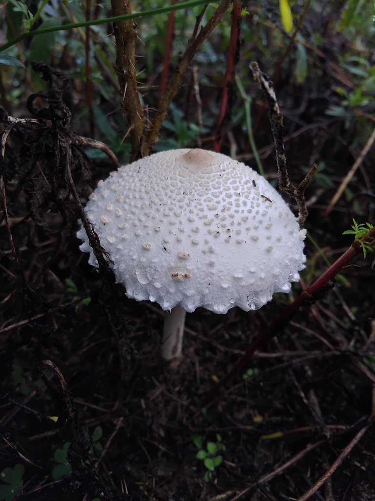 Macrolepiota dolichaula